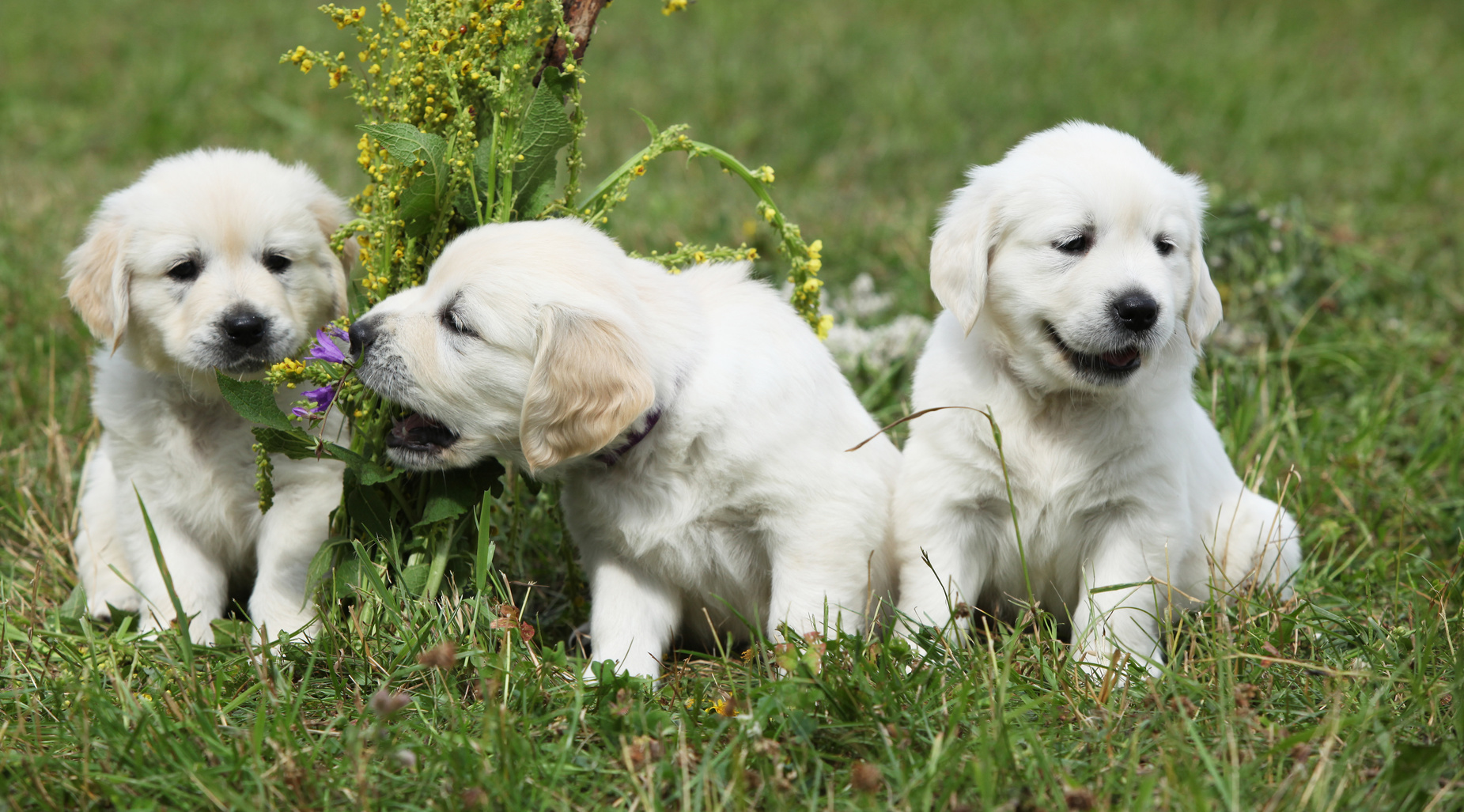 Golden Retriever Geschwister golden retriever welpen