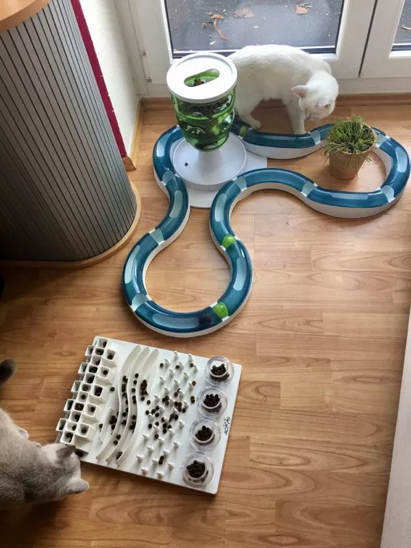 katzen beschäftigen