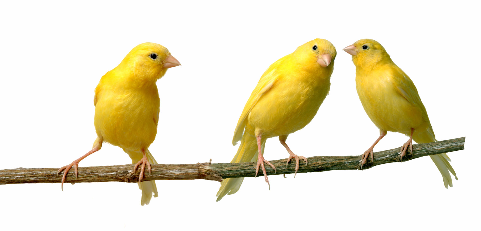 kanarienvogel kanarienvogel
