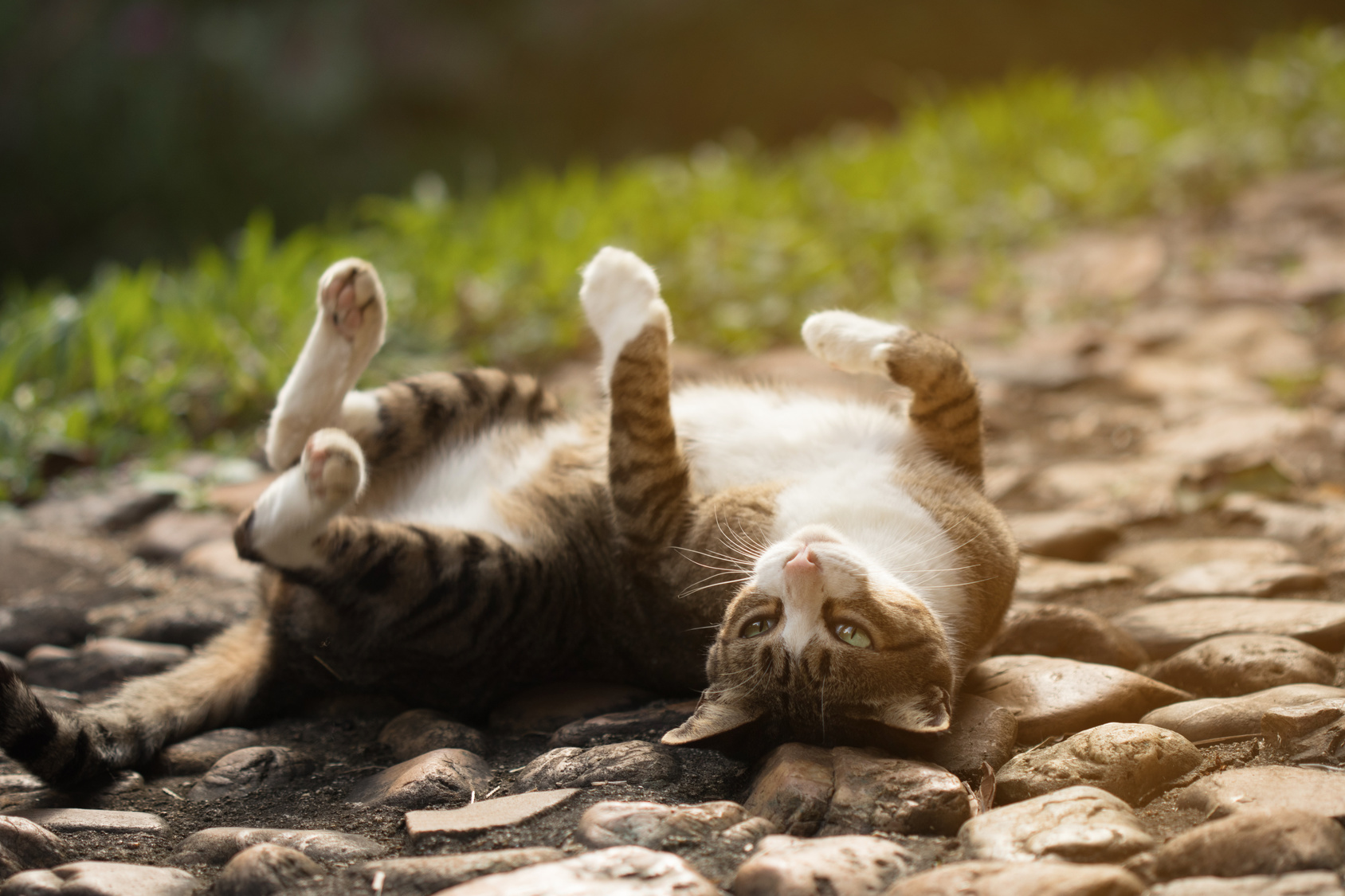 Katze ist rollig Katze rollt sich auf dem Boden