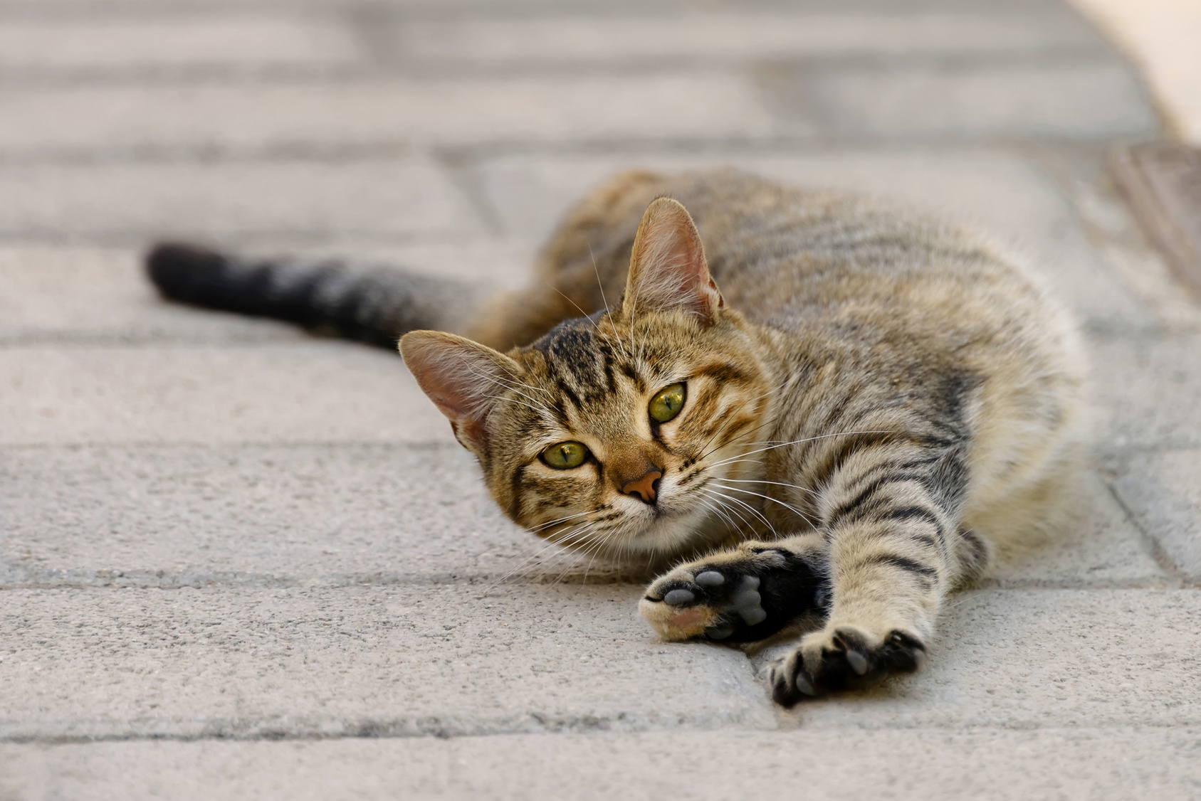 Katze is rollig Katze wälzt sich auf dem Boden