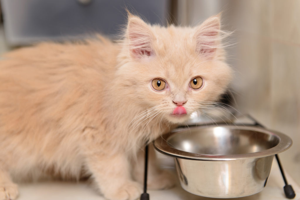 katzenbaby ernährung katzenbaby ernährung