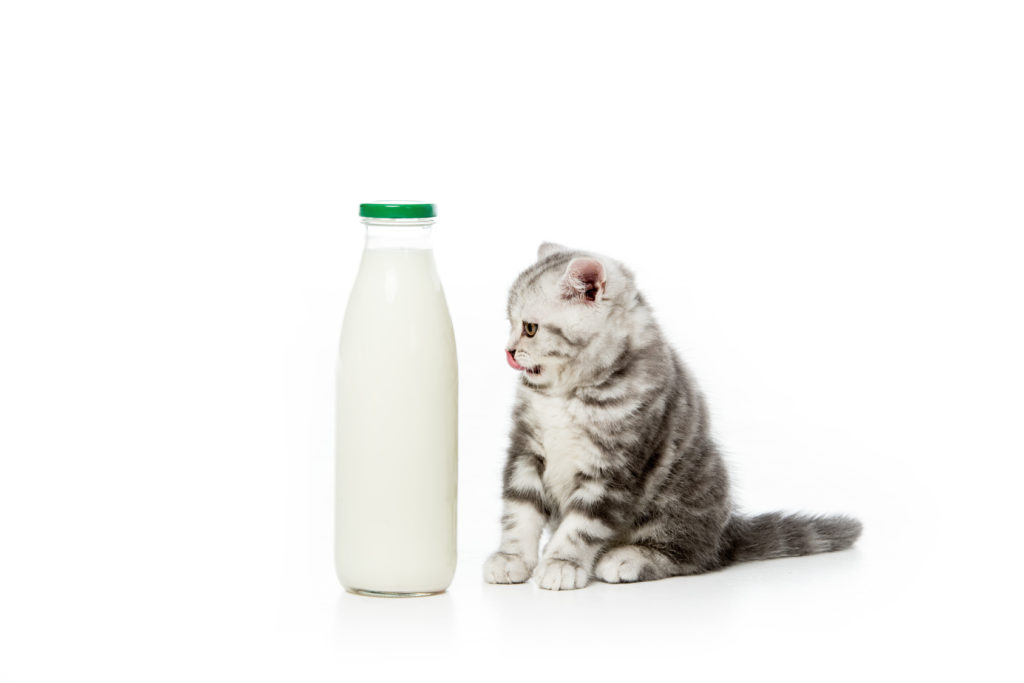 katzen milch Γάλα γάτας