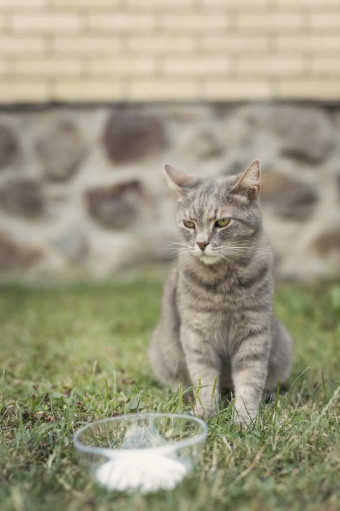 katzen milch