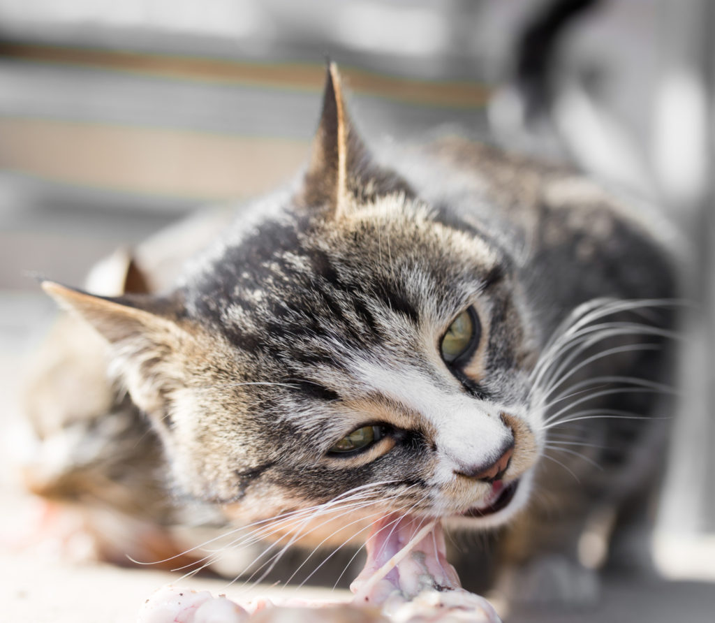 katze kaut an fleischstück