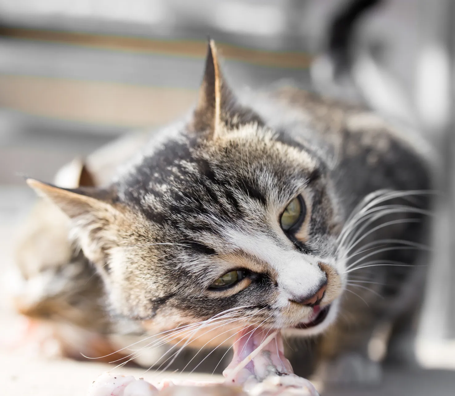 Eine Katze beißt auf einem Stück Fleisch herum katze kaut an fleischstück