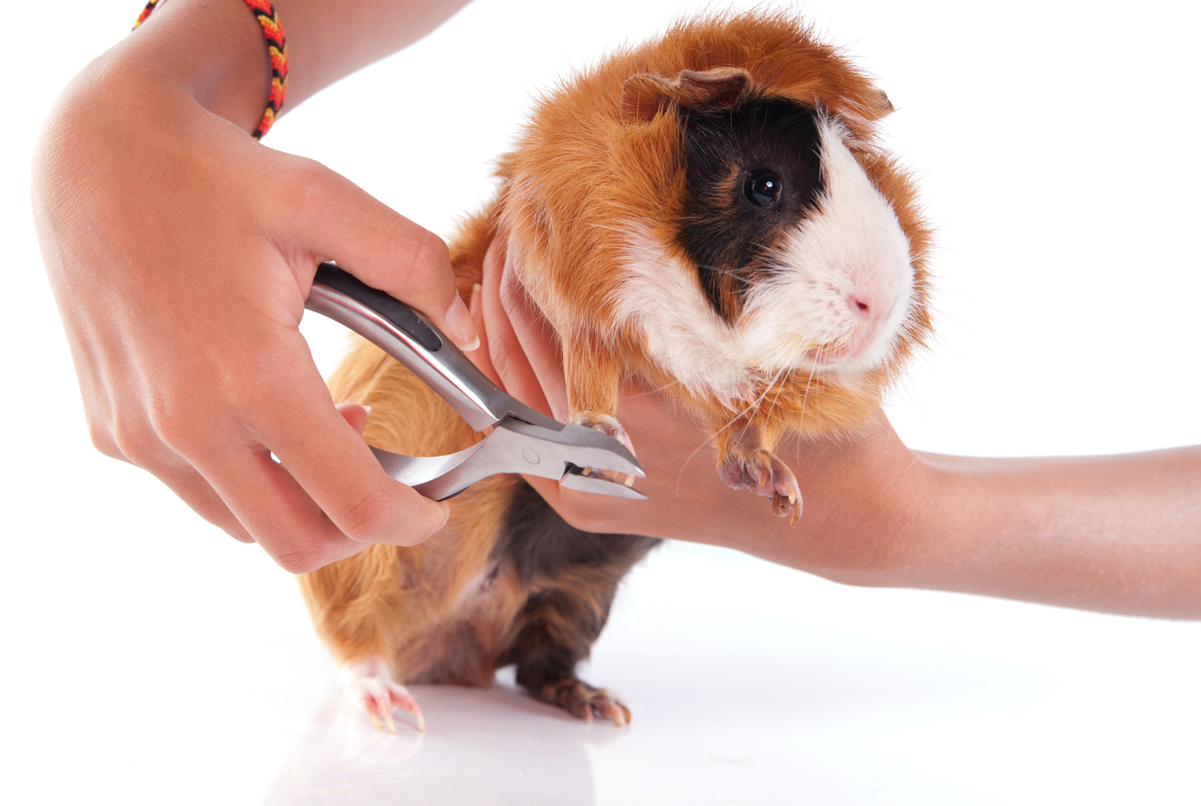 meerschweinchen pflege meerschweinchen pflege