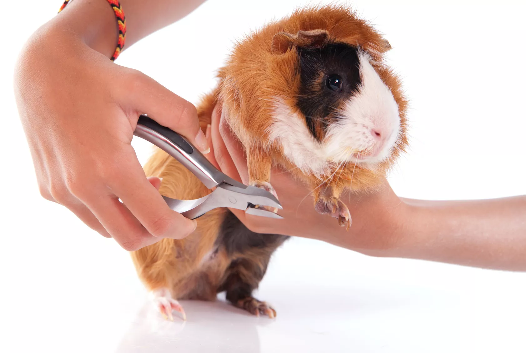 meerschweinchen pflege meerschweinchen pflege