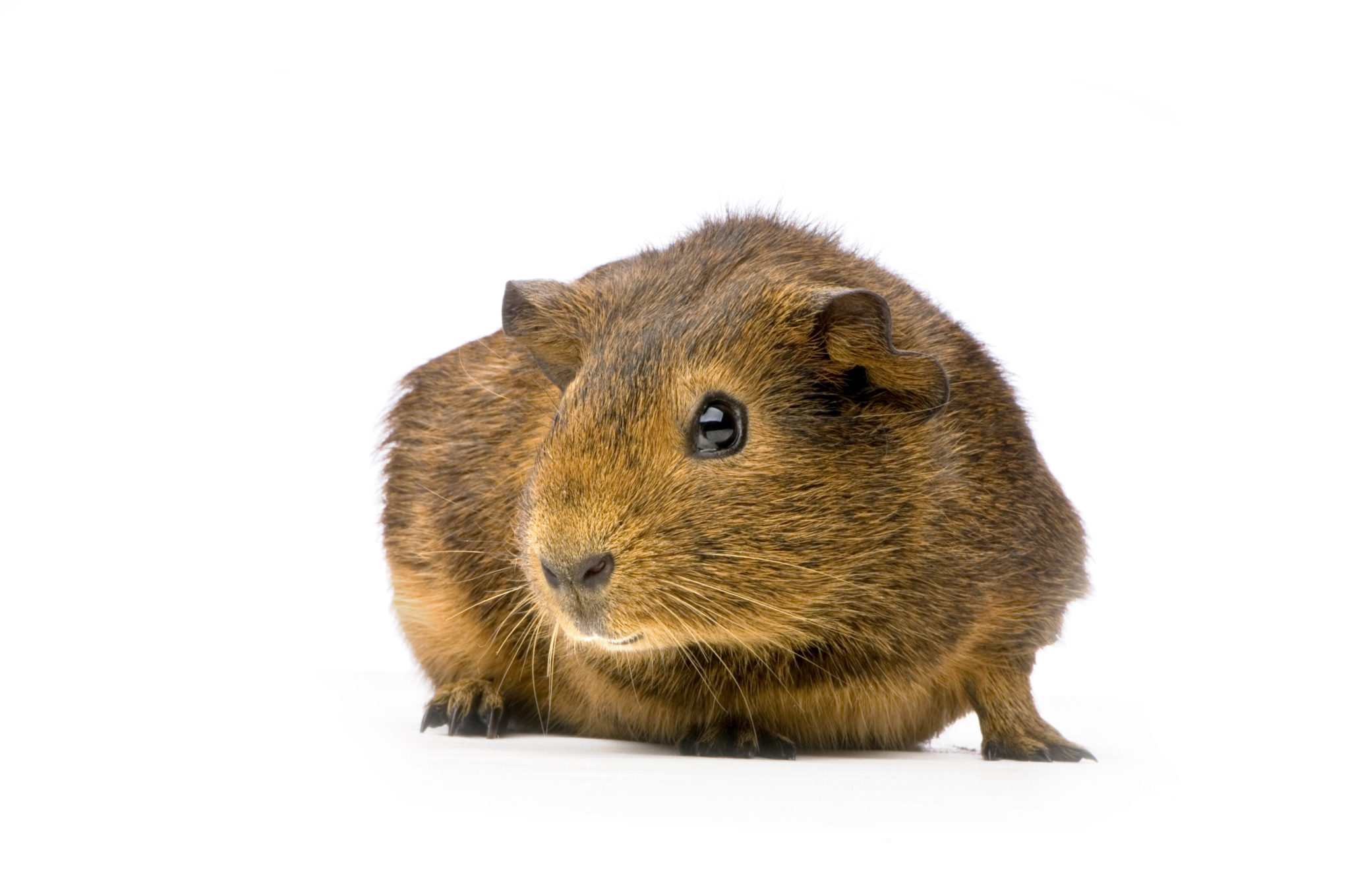 meerschweinchen pflege meerschweinchen pflege