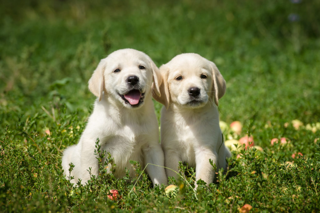 Dois filhotes de Labrador Retriever claros