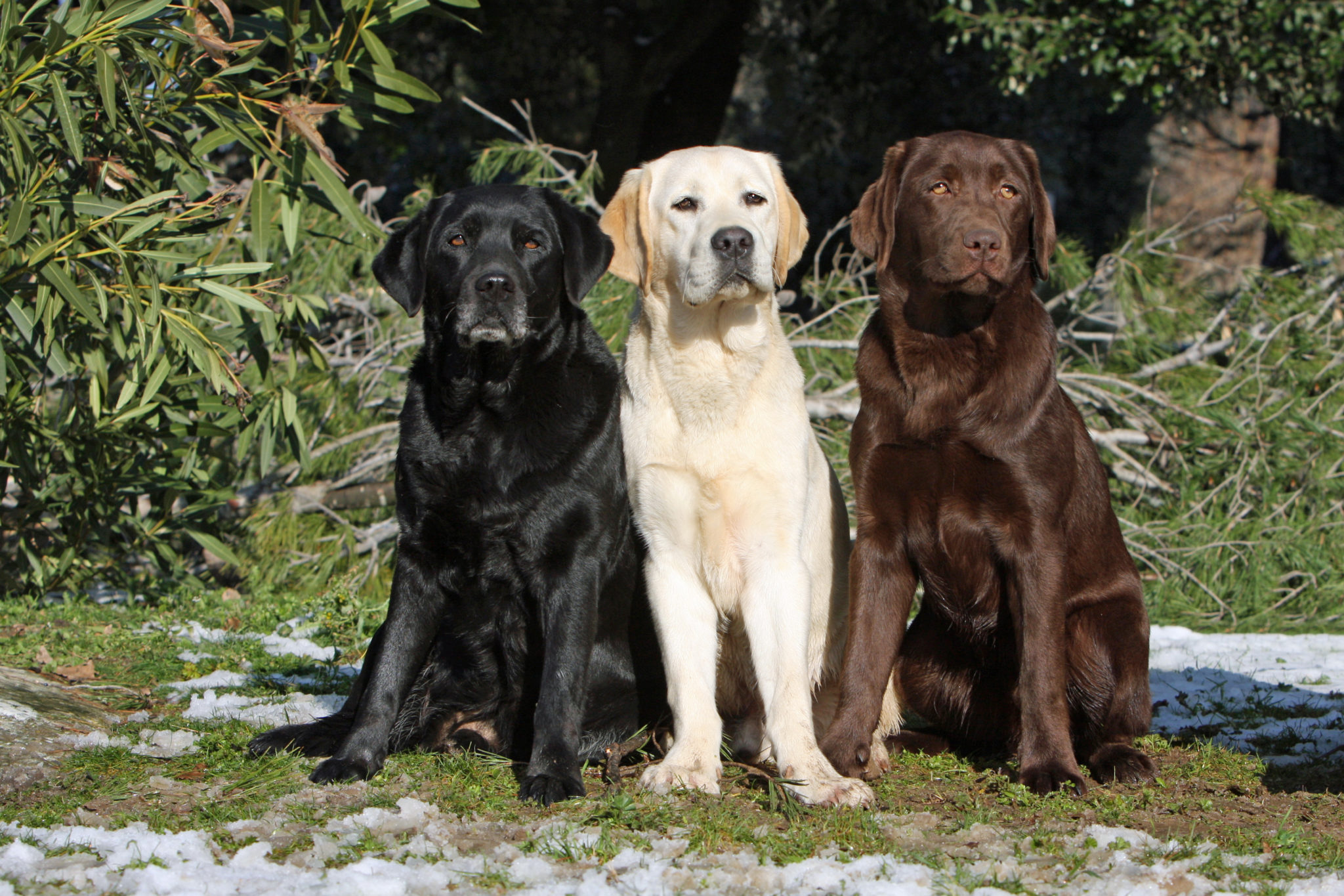 Labrador Retriever Habitat At Francis Snyder Blog