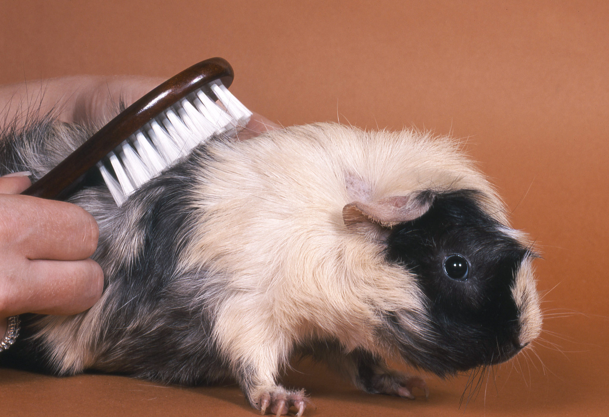 Ein Meerschweinchen wird von seinem Besitzer gebürstet fellpflege Meerschweinchen wird gebürstet