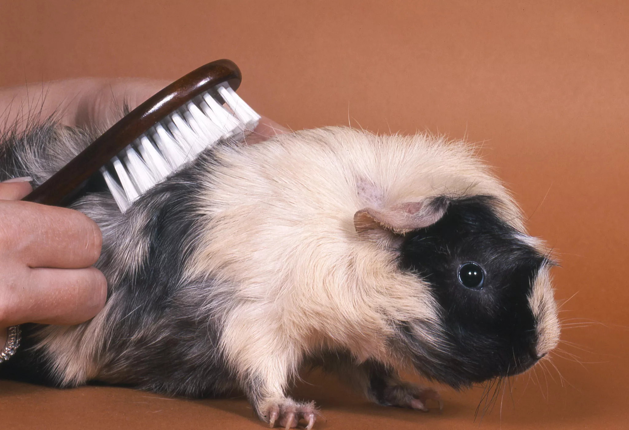 Ein Meerschweinchen wird von seinem Besitzer gebürstet fellpflege Meerschweinchen wird gebürstet