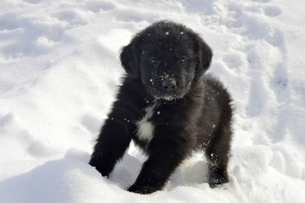 neufundländer welpe im schnee