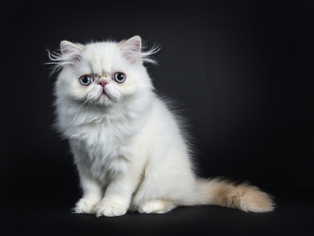 perser katzenbaby weiss perser katzenbaby weiss