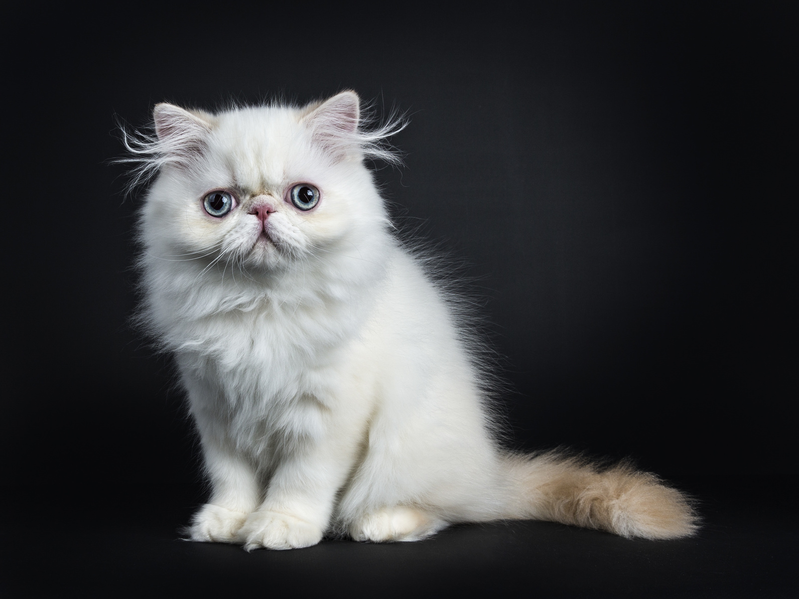 perser katzenbaby weiss perser katzenbaby weiss