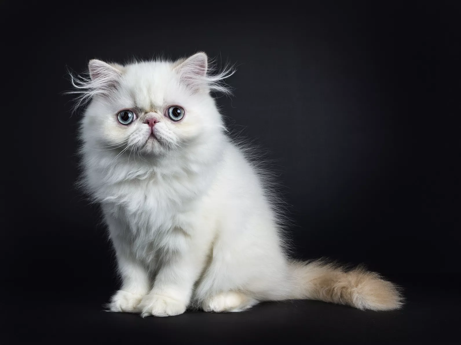 perser katzenbaby weiss perser katzenbaby weiss