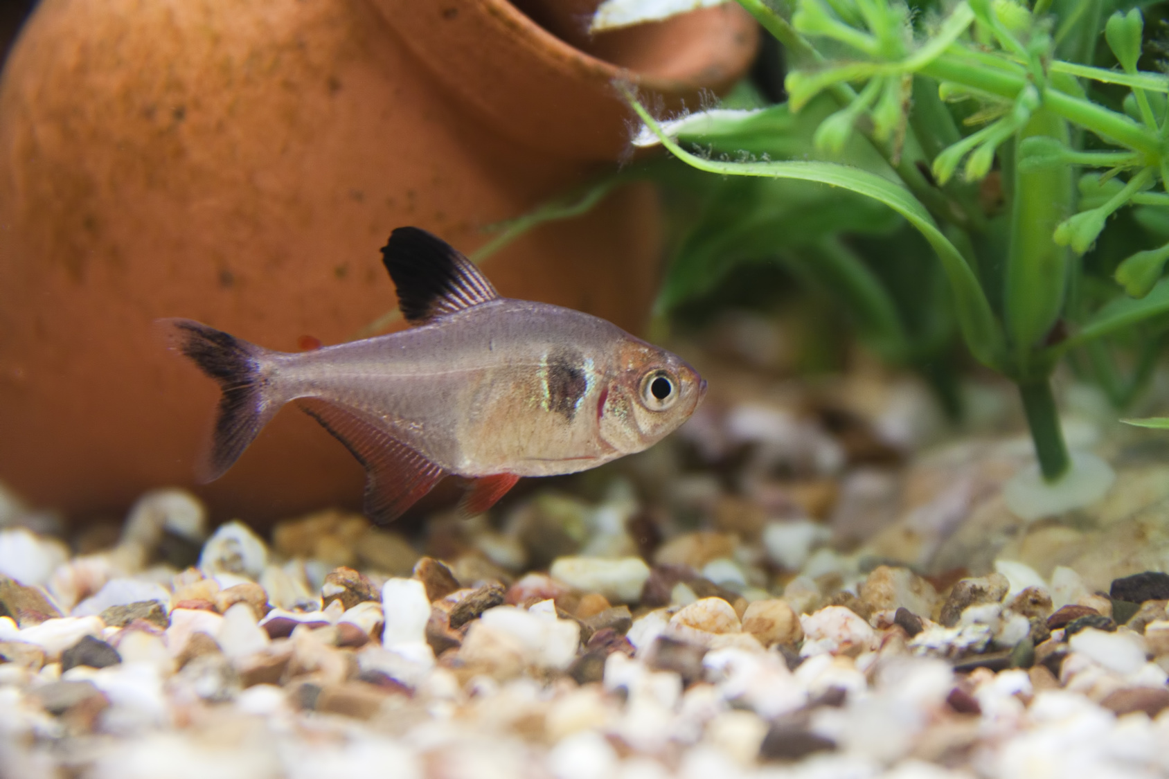 phantomsalmler phantomsalmler