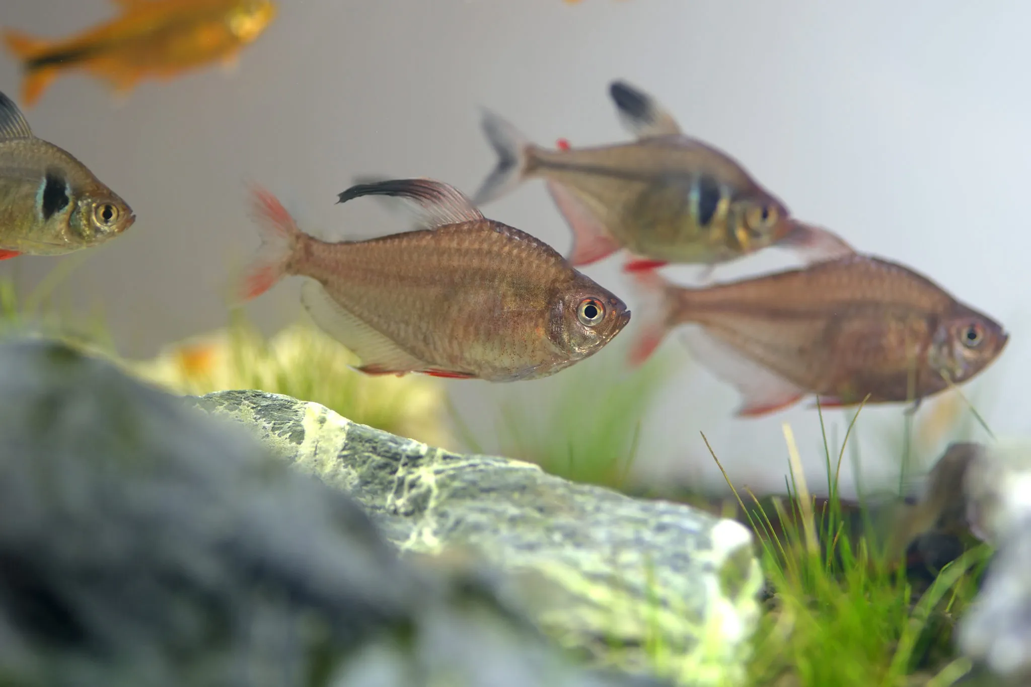 phantomsalmler phantomsalmler