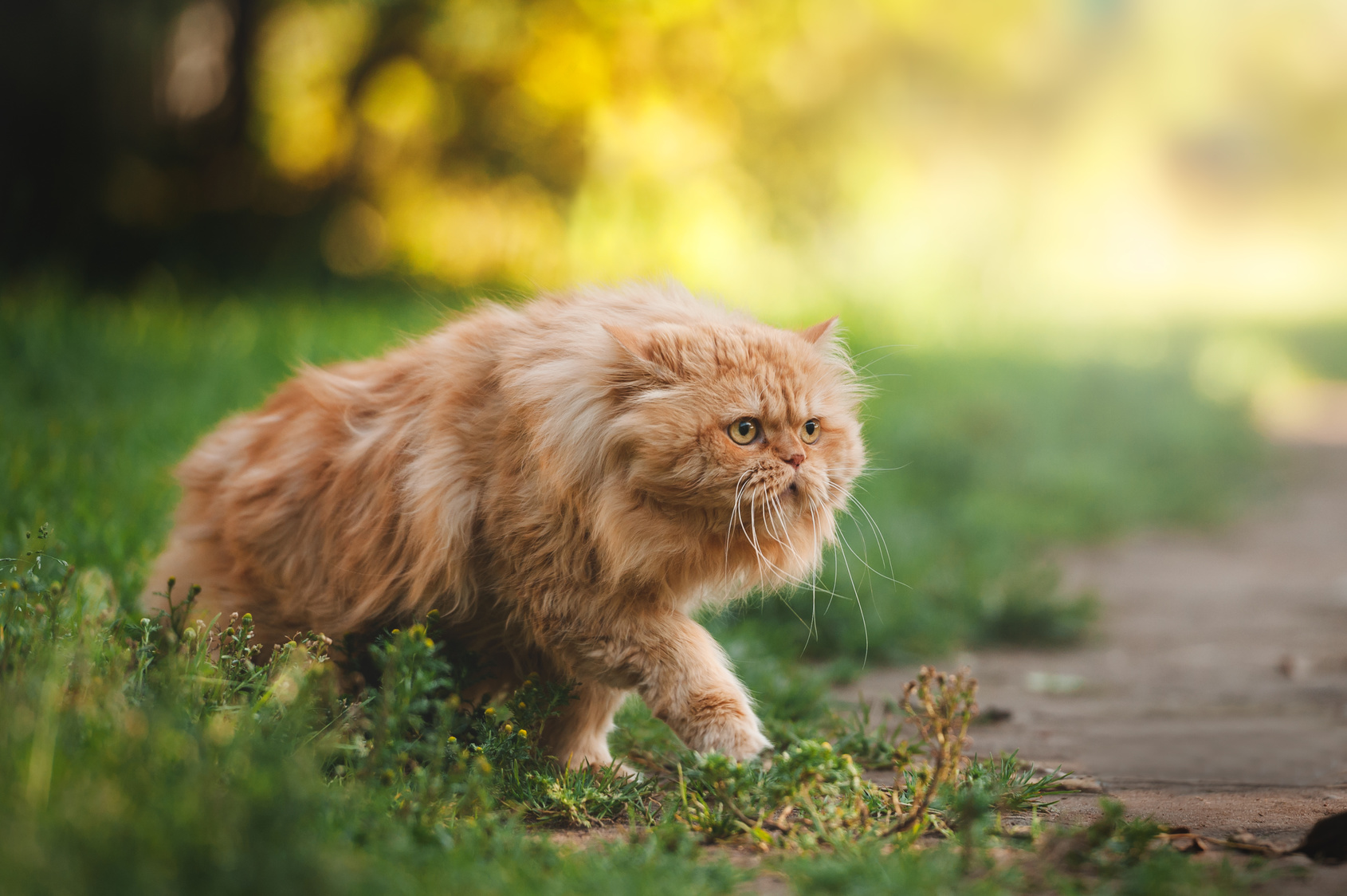 rot perserkatze im grass rot perserkatze im grass