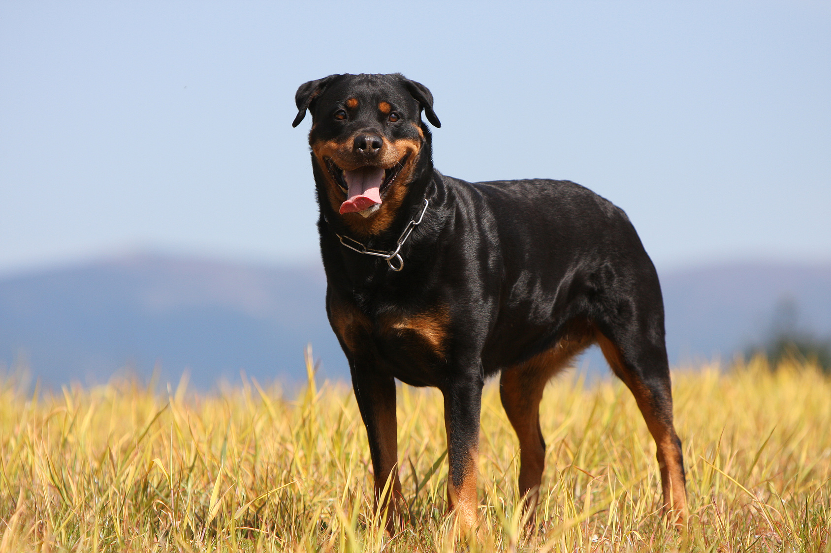 Glücklicher Rottweiler Glücklicher Rottweiler auf einem Feld