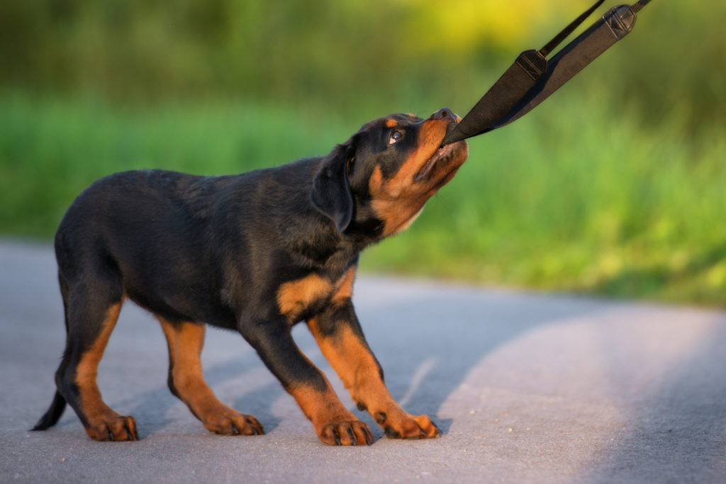 rottweiler welpe