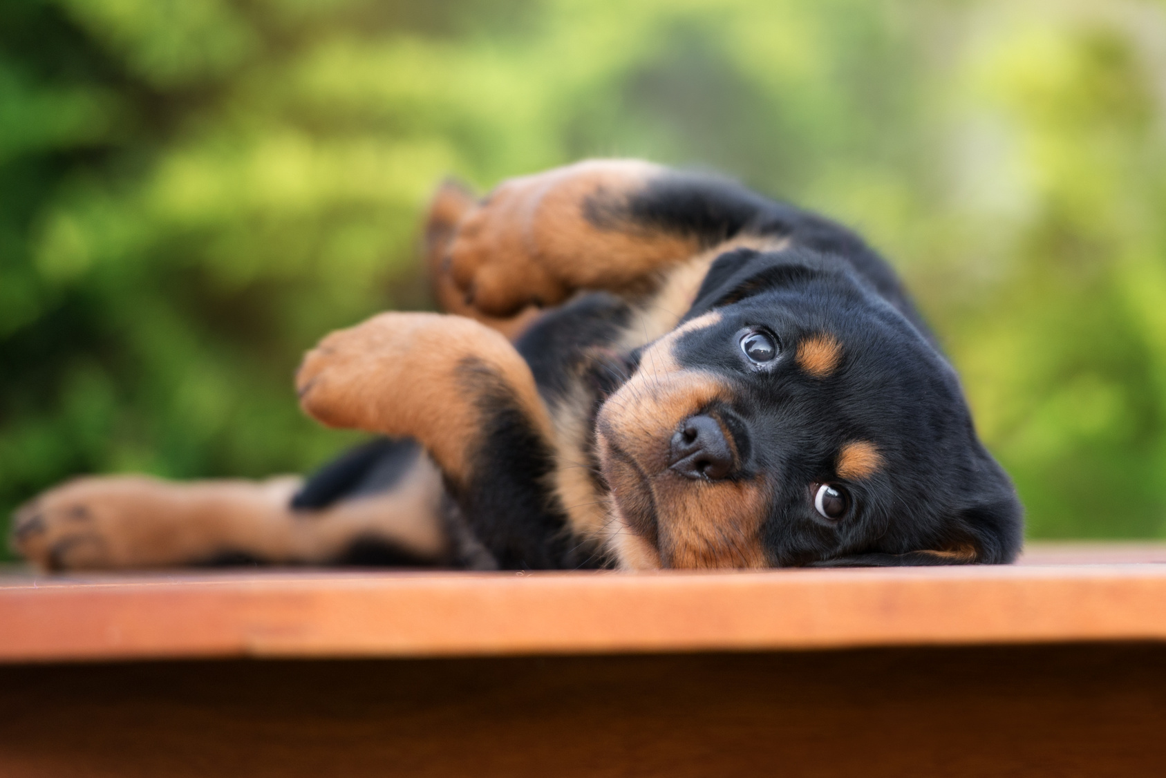 Süßer Rottweiler Welpe Rottweiler Welpe liegt verspielt halb auf dem Rücken und sieht in Richtung Kamera.