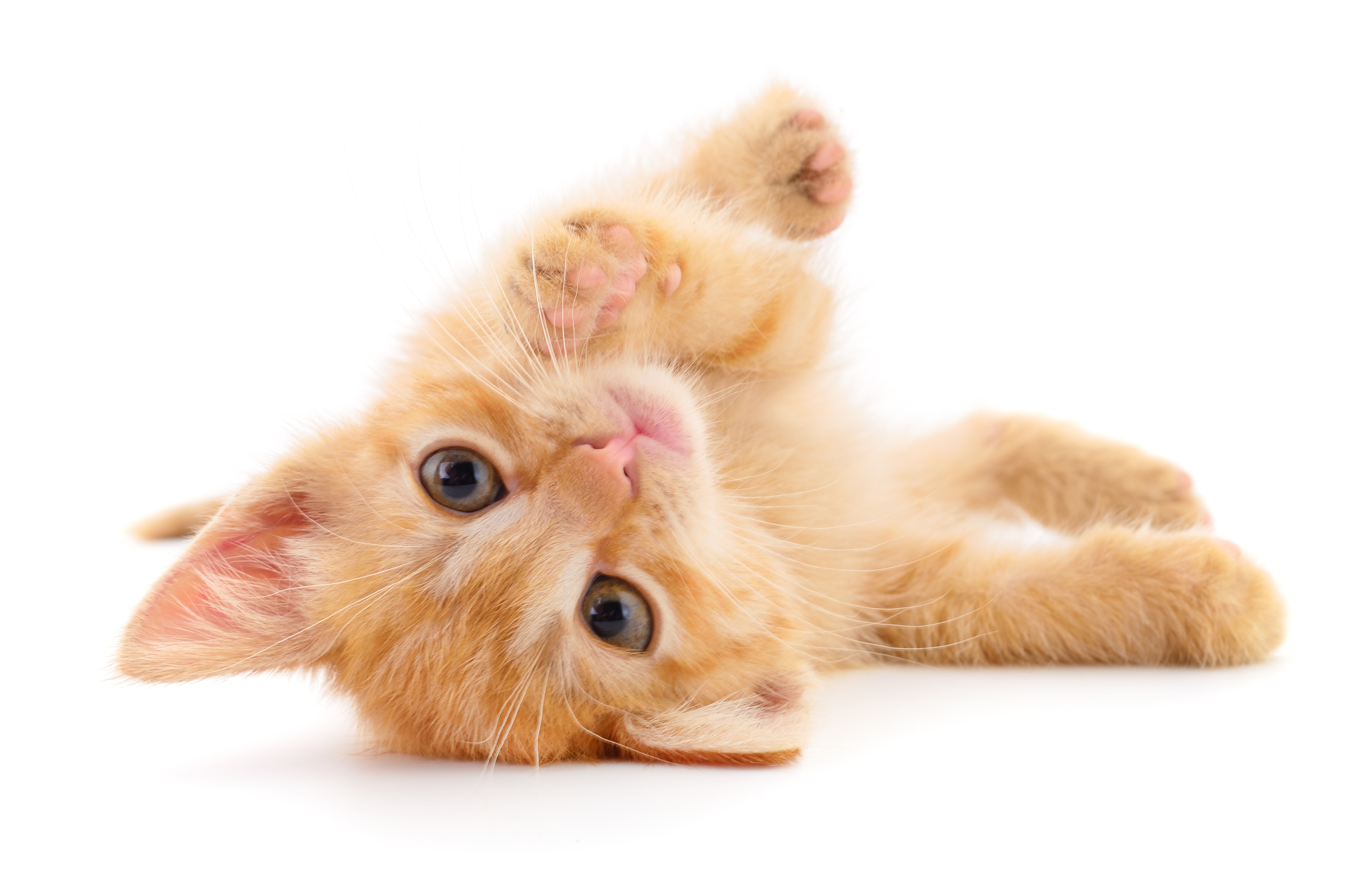 süss kitten süss kitten