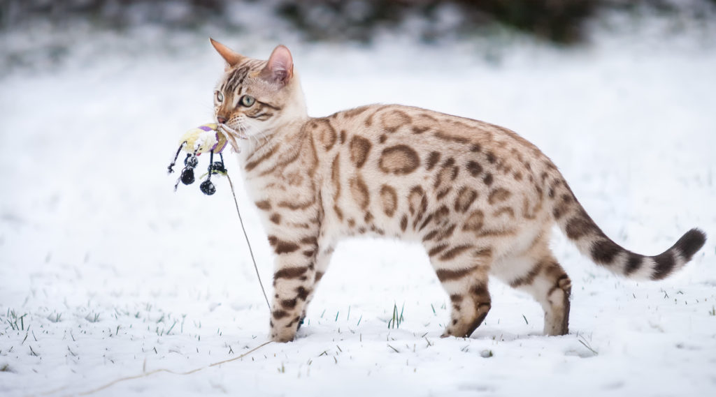 schnee bengal katze