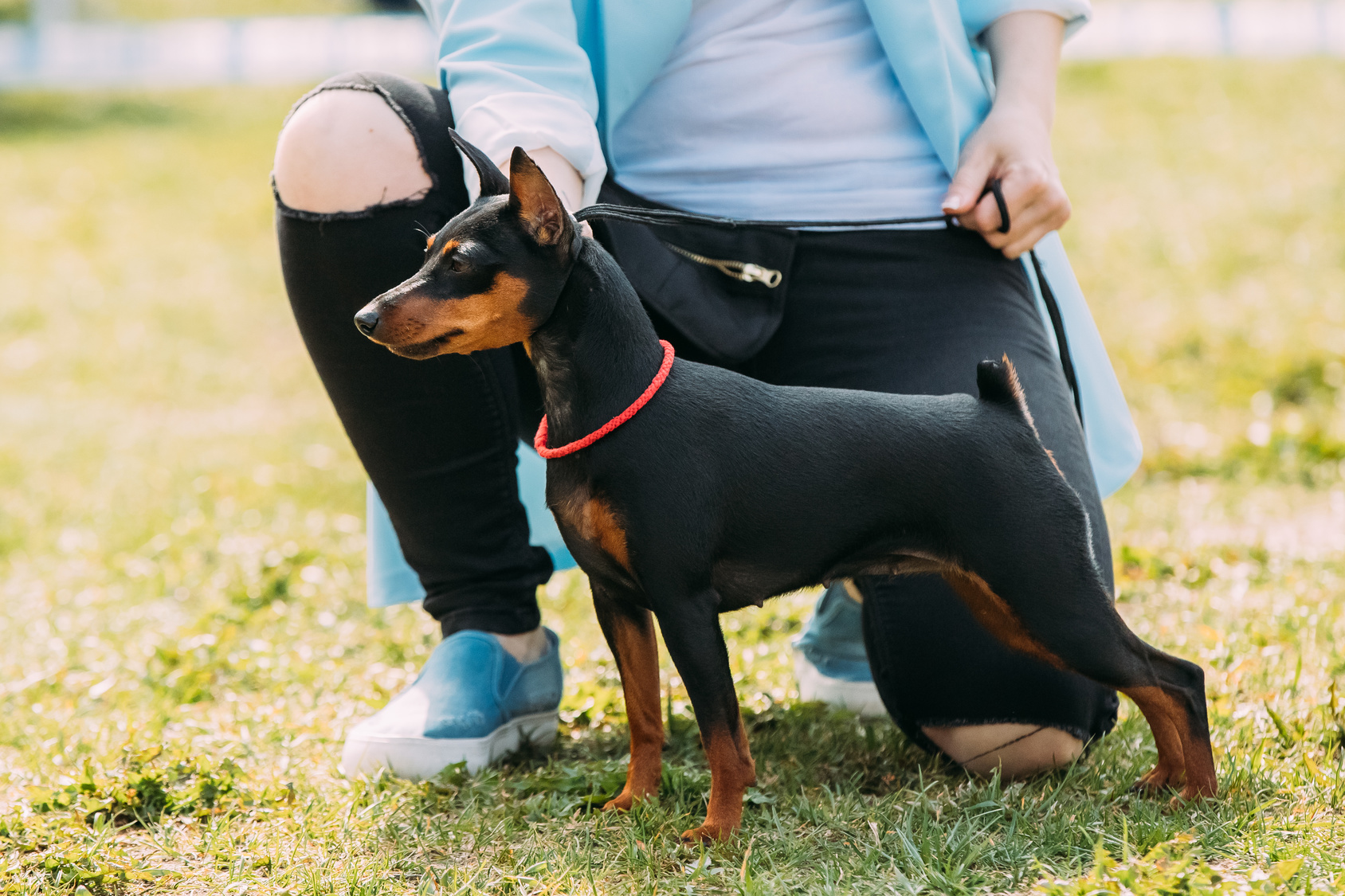 schwarz und rot Zwergpinscher schwarz und rot Zwergpinscher