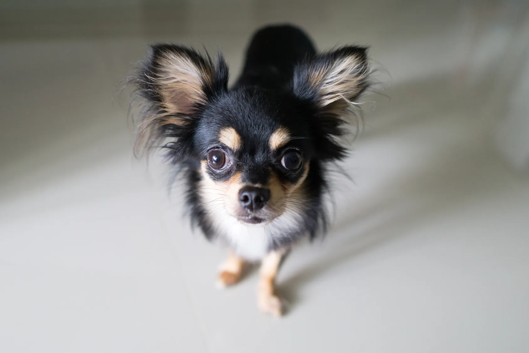 Ein schwarz-weißer Chihuahua chihuahua hund nahaufnahme