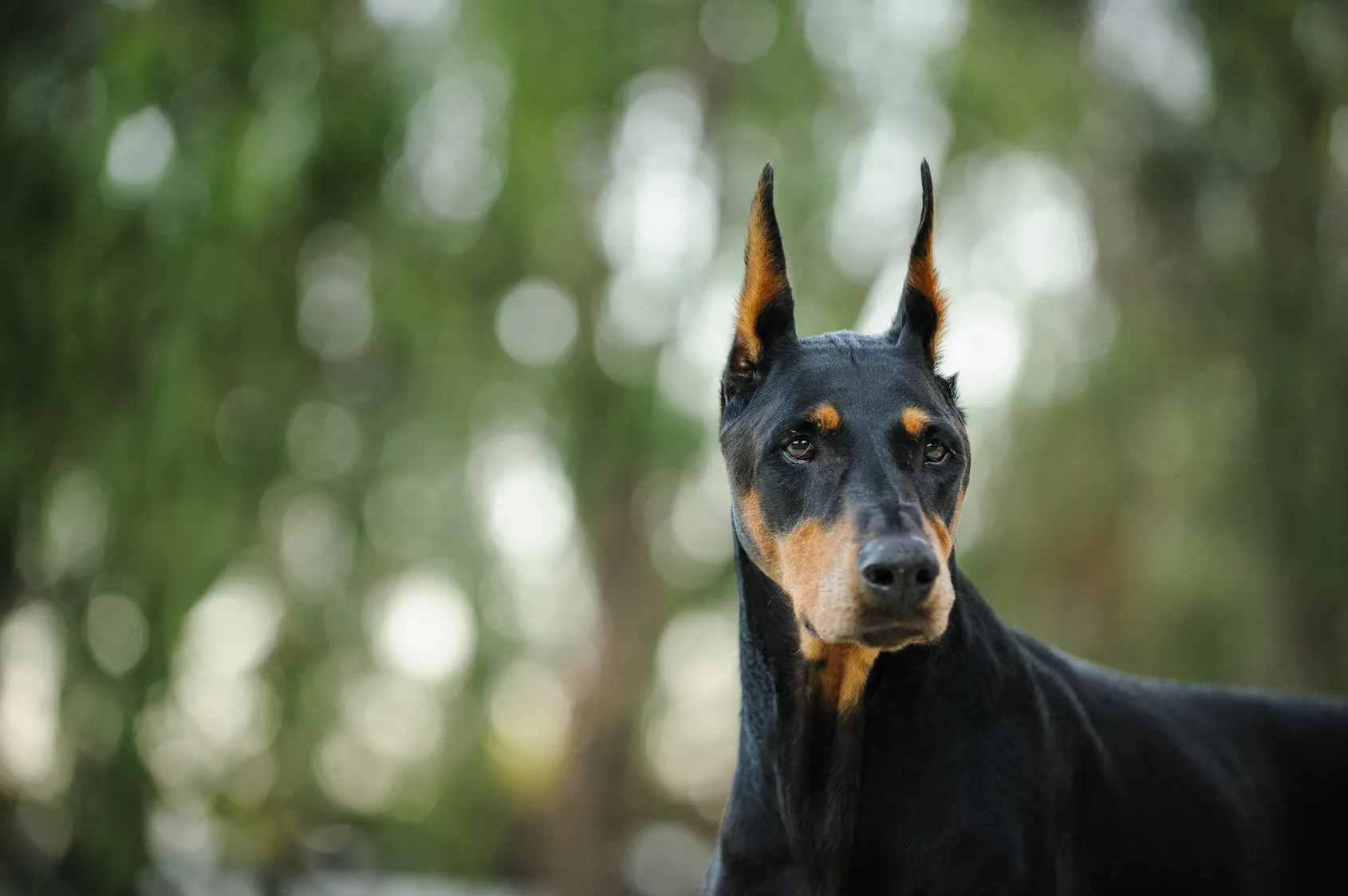 schwarz und rot dobermann pinscher portrait schwarz und rot dobermann pinscher portrait