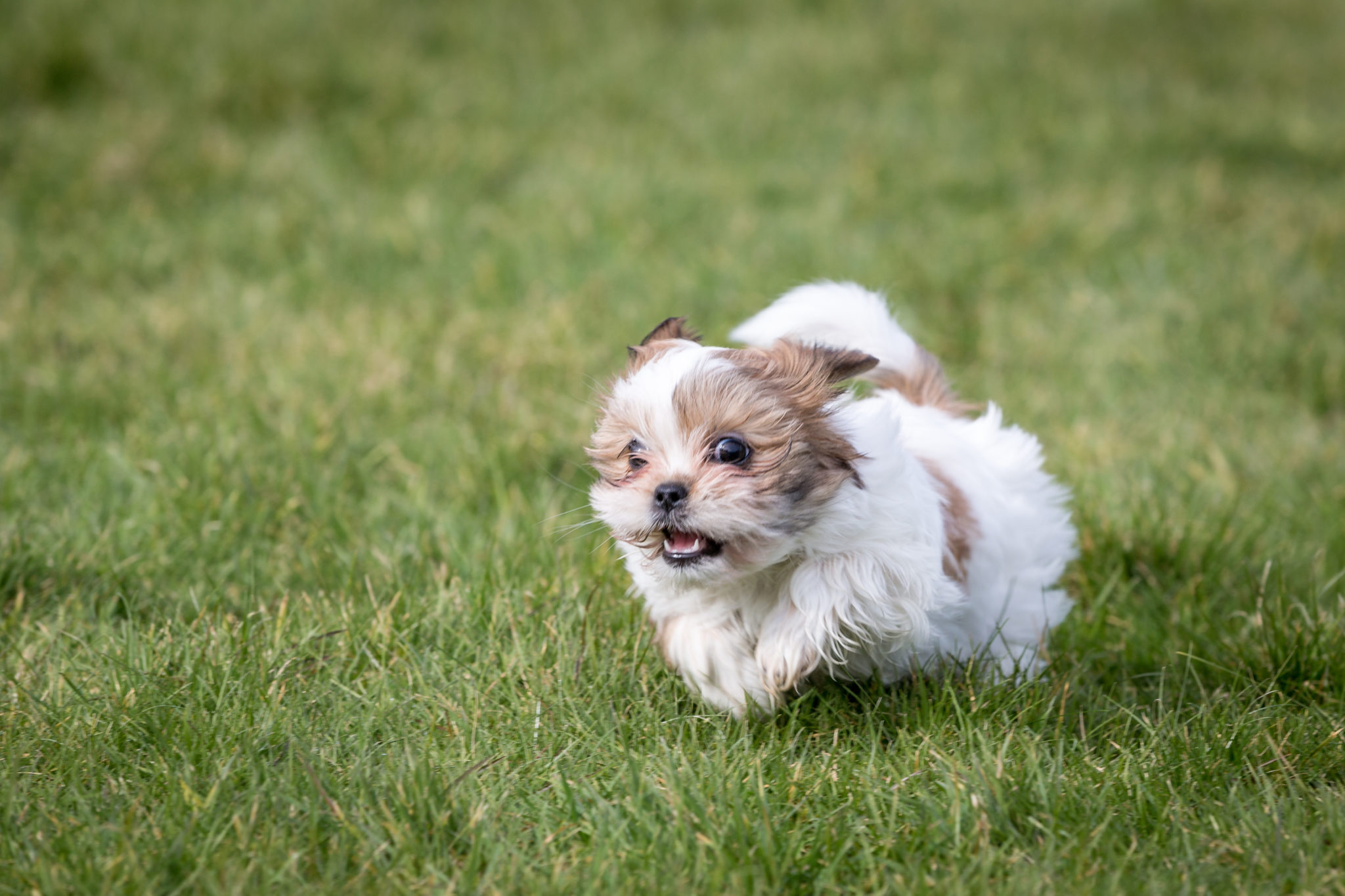 Shih Tzu welpe