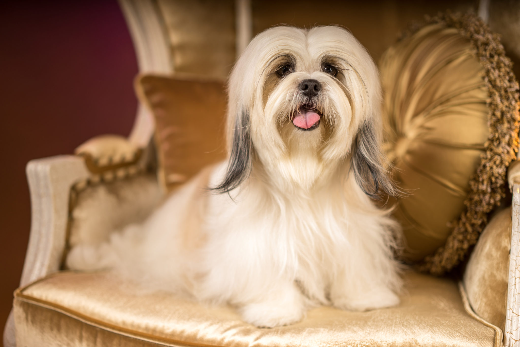 shih tzu shih tzu
