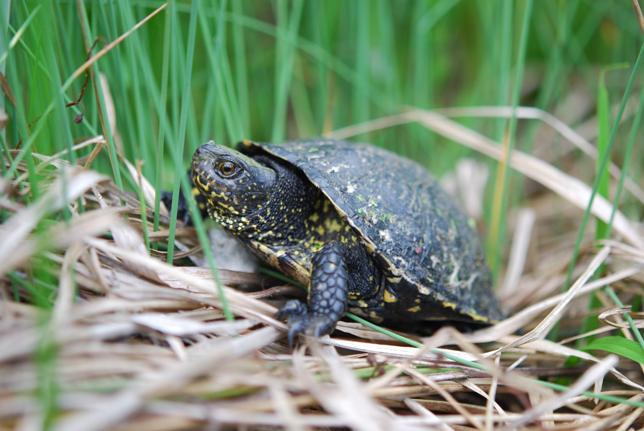 europäische sumpfschildkröte europäische sumpfschildkröte
