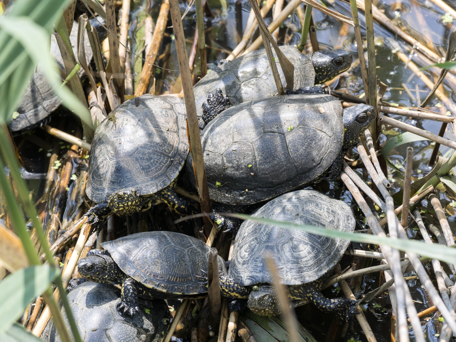 europäische sumpfschildkröte europäische sumpfschildkröte