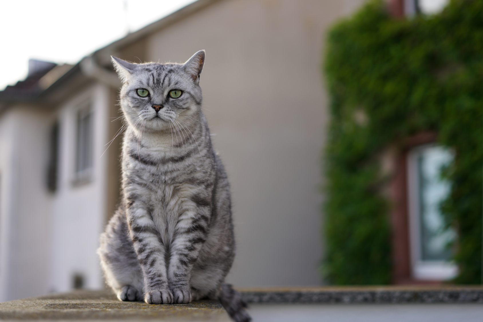 tabby britisch kurzhaar tabby britisch kurzhaar