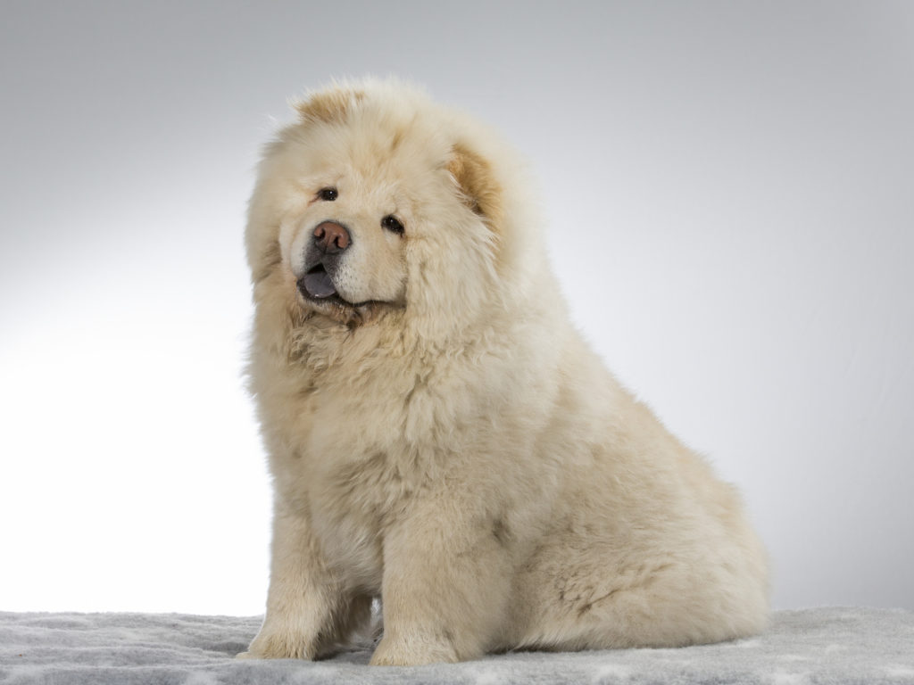 weiß chow chow weiß chow chow