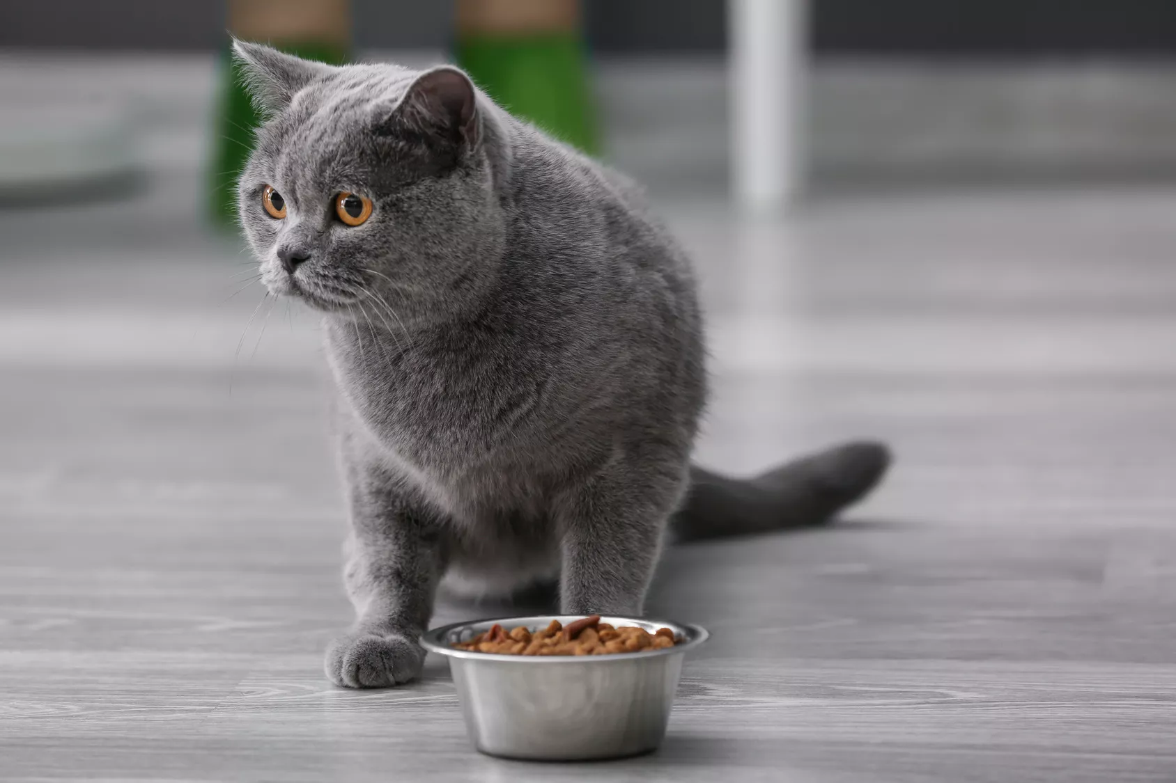 Trockenfutter Napf Katze Futter für die Wohnnungskatze