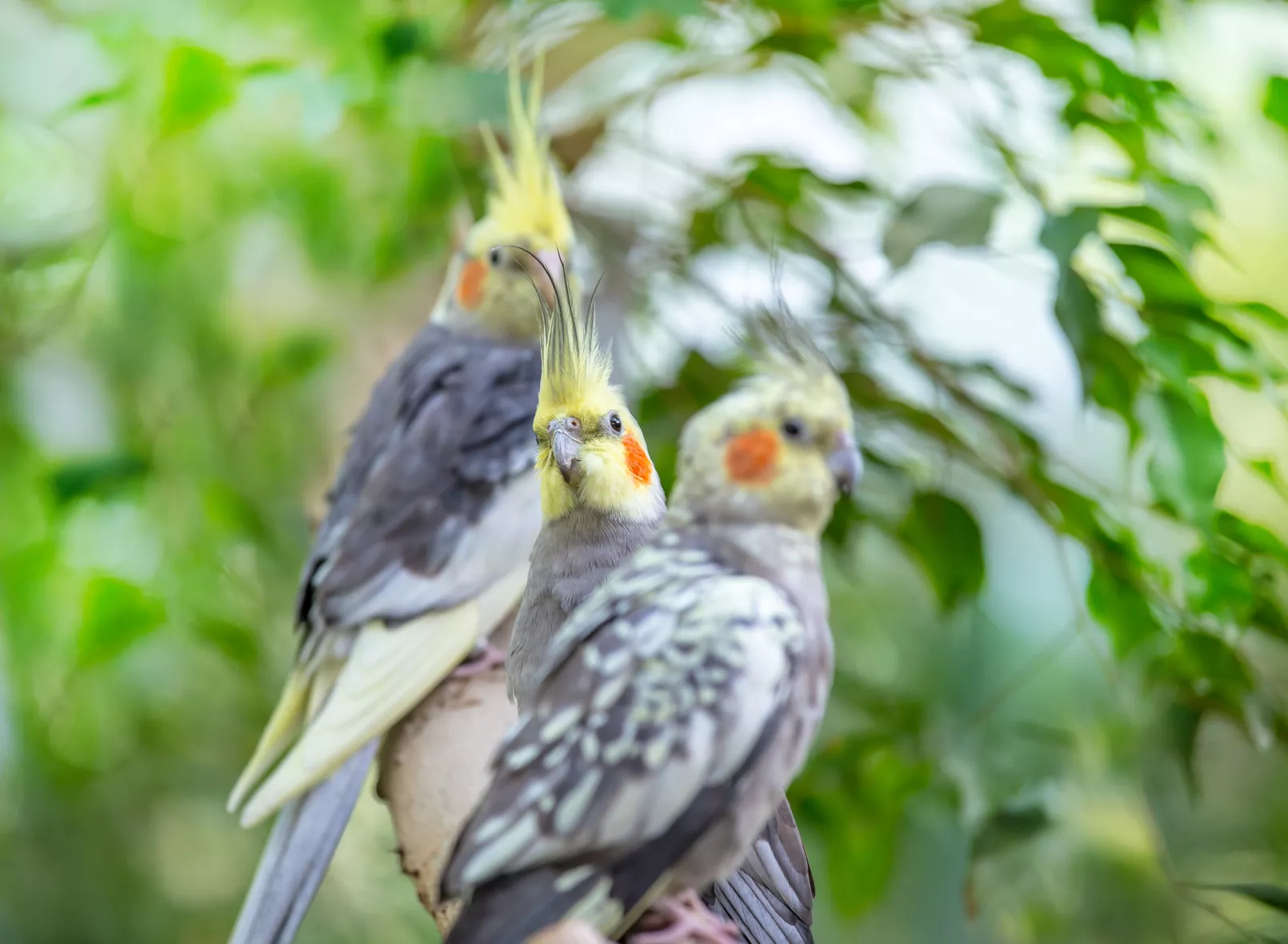 Ziervögel Haltung Ziervögel Haltung