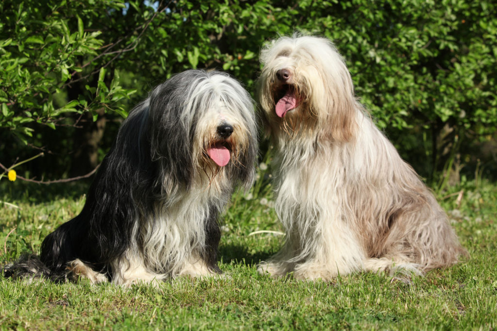 zwei bearded collies sitzen im garten