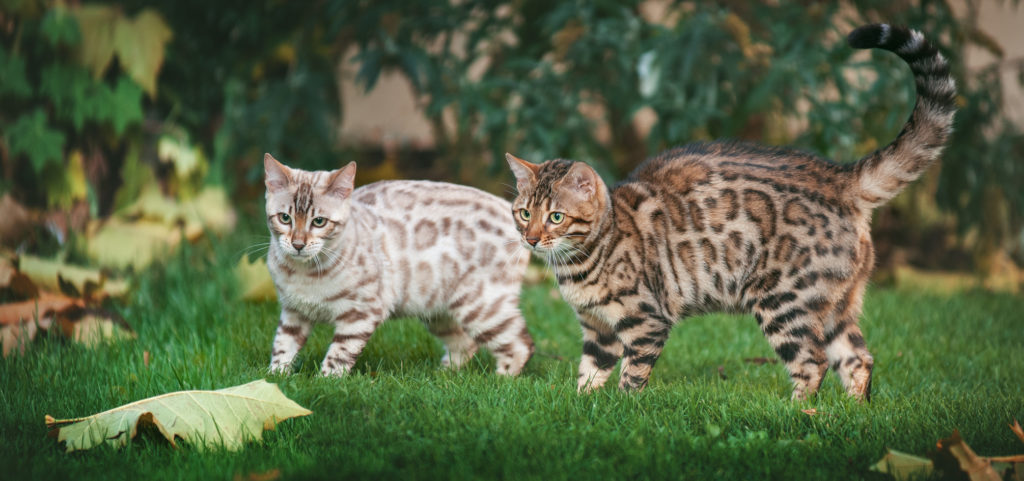 zwei bengal katze beide farben zwei bengal katze beide farben