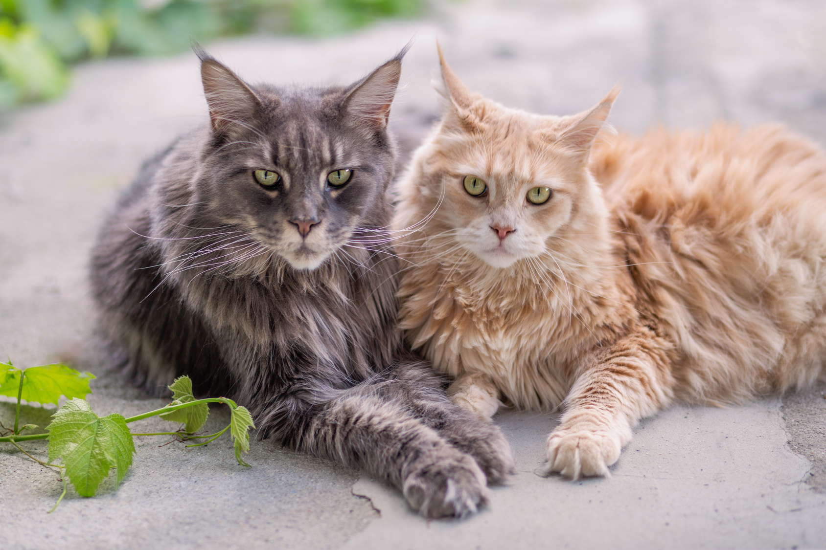 zwei maine coon liegen zwei maine coon liegen