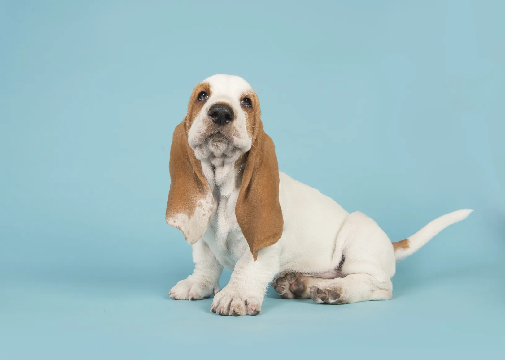 zweifarbig basset hound welpe zweifarbig basset hound welpe