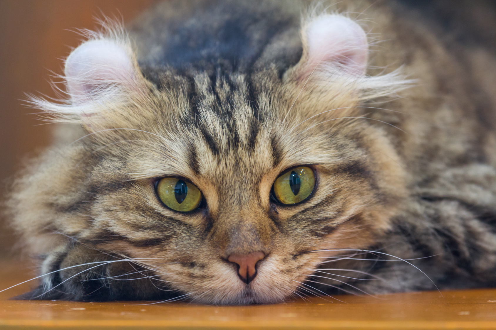 American Curl liegt auf dem Boden American Curl Portrait