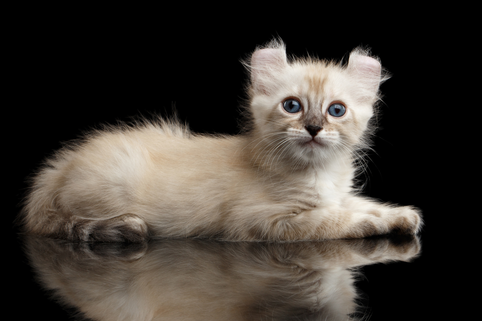american curl kitten cremefarbe american curl kitten cremefarbe