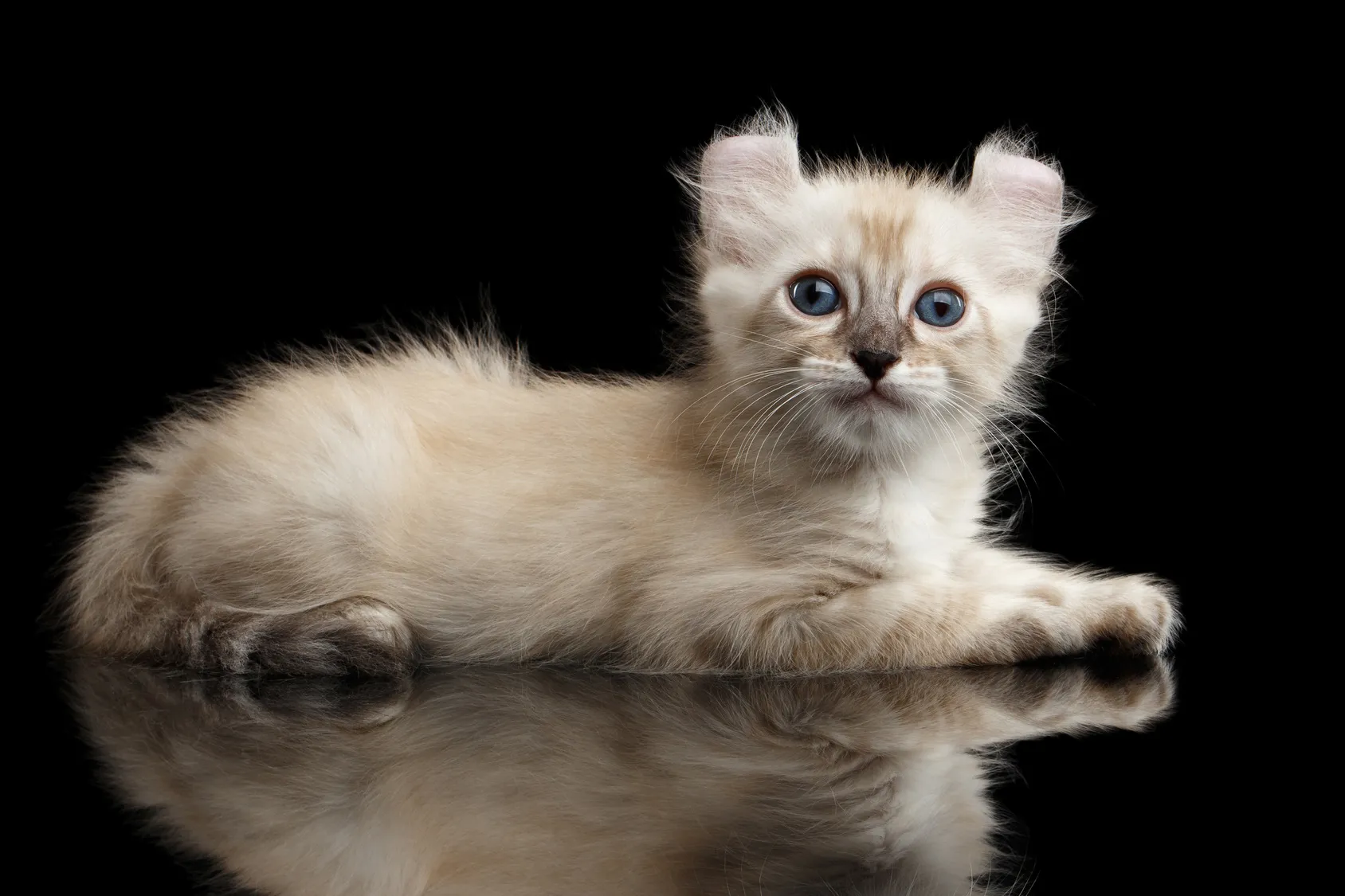 american curl kitten cremefarbe american curl kitten cremefarbe