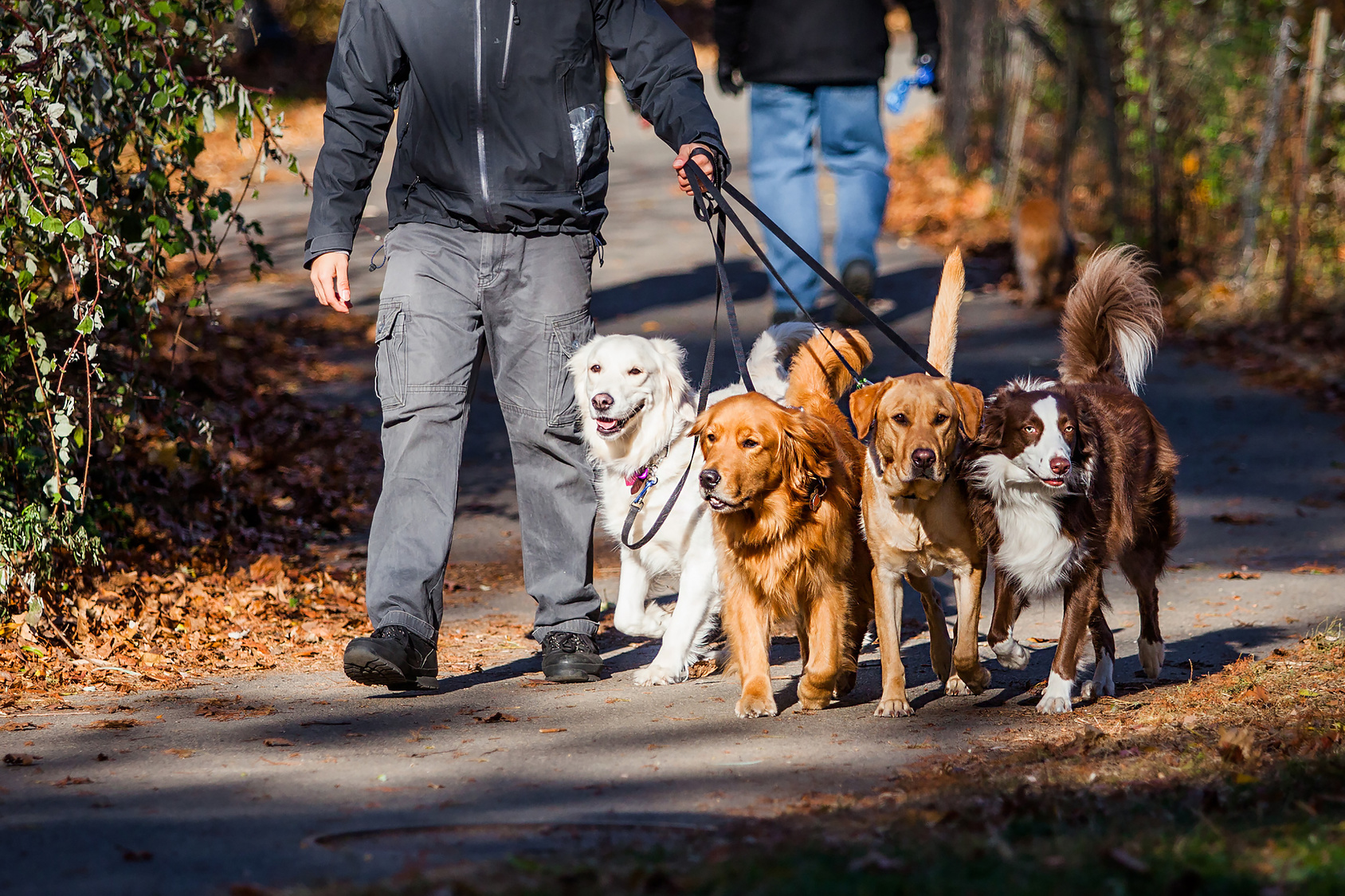 Mehrhundehaltung Mann geht Gassi mit vier hunden an leine