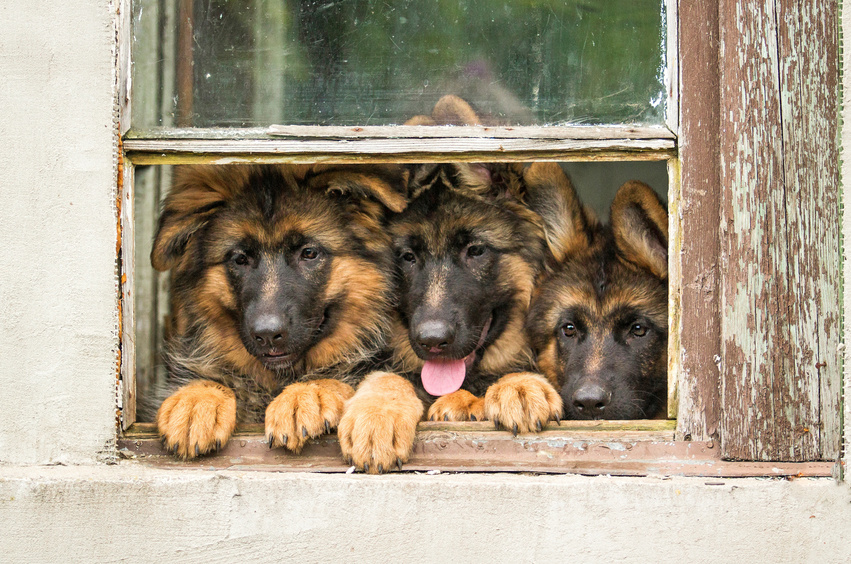 Mehrhundehaltung Drei Schäferhunde schauen aus dem Fenster.
