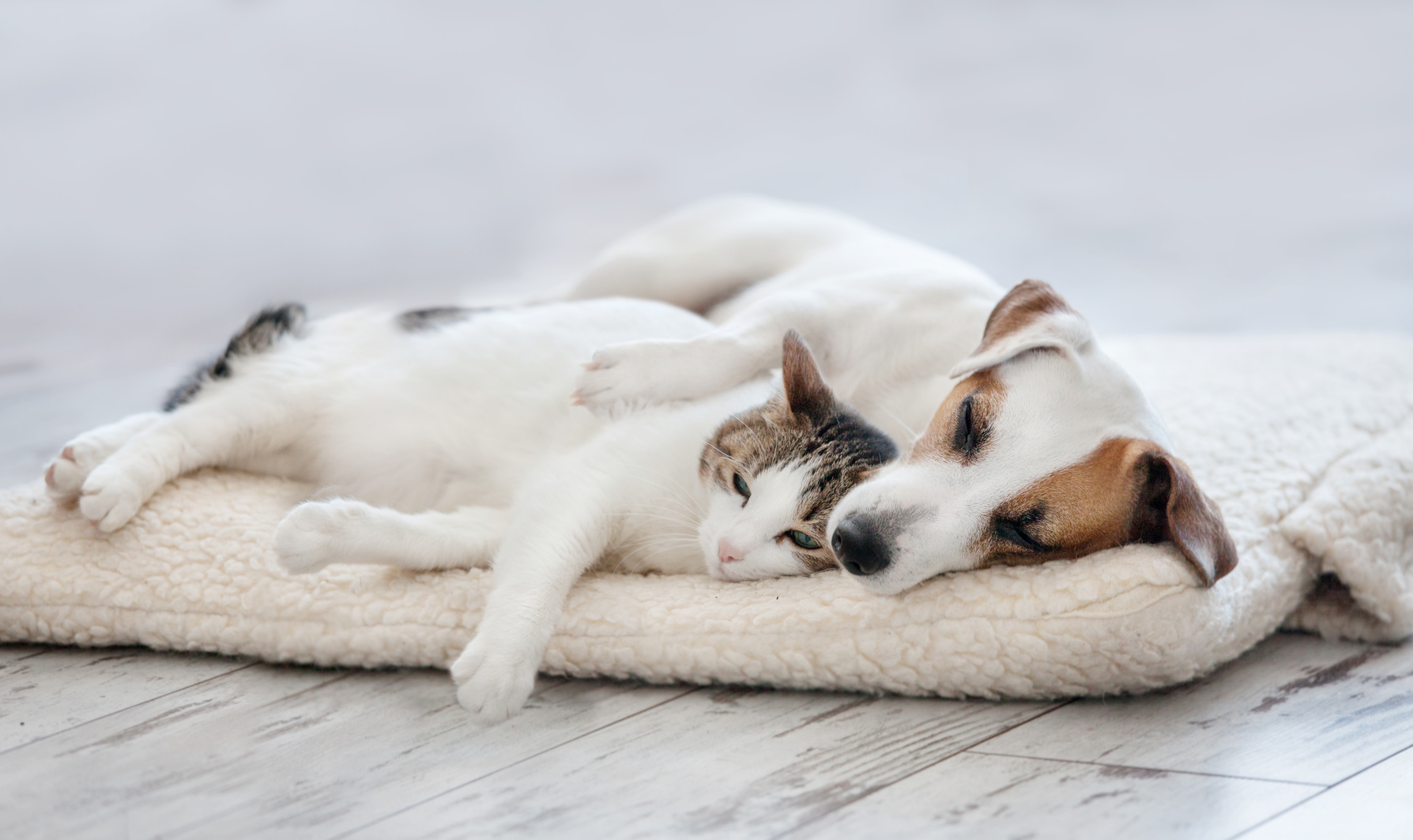 hund und katze hund und katze